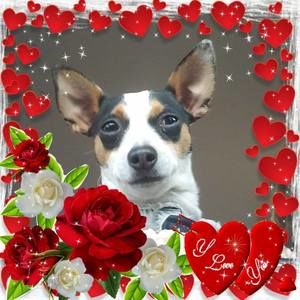 Meet your Posher, Dora